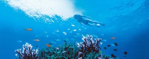 View of coral and snorkeller from below